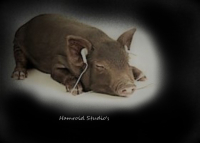 Jeff J Ham